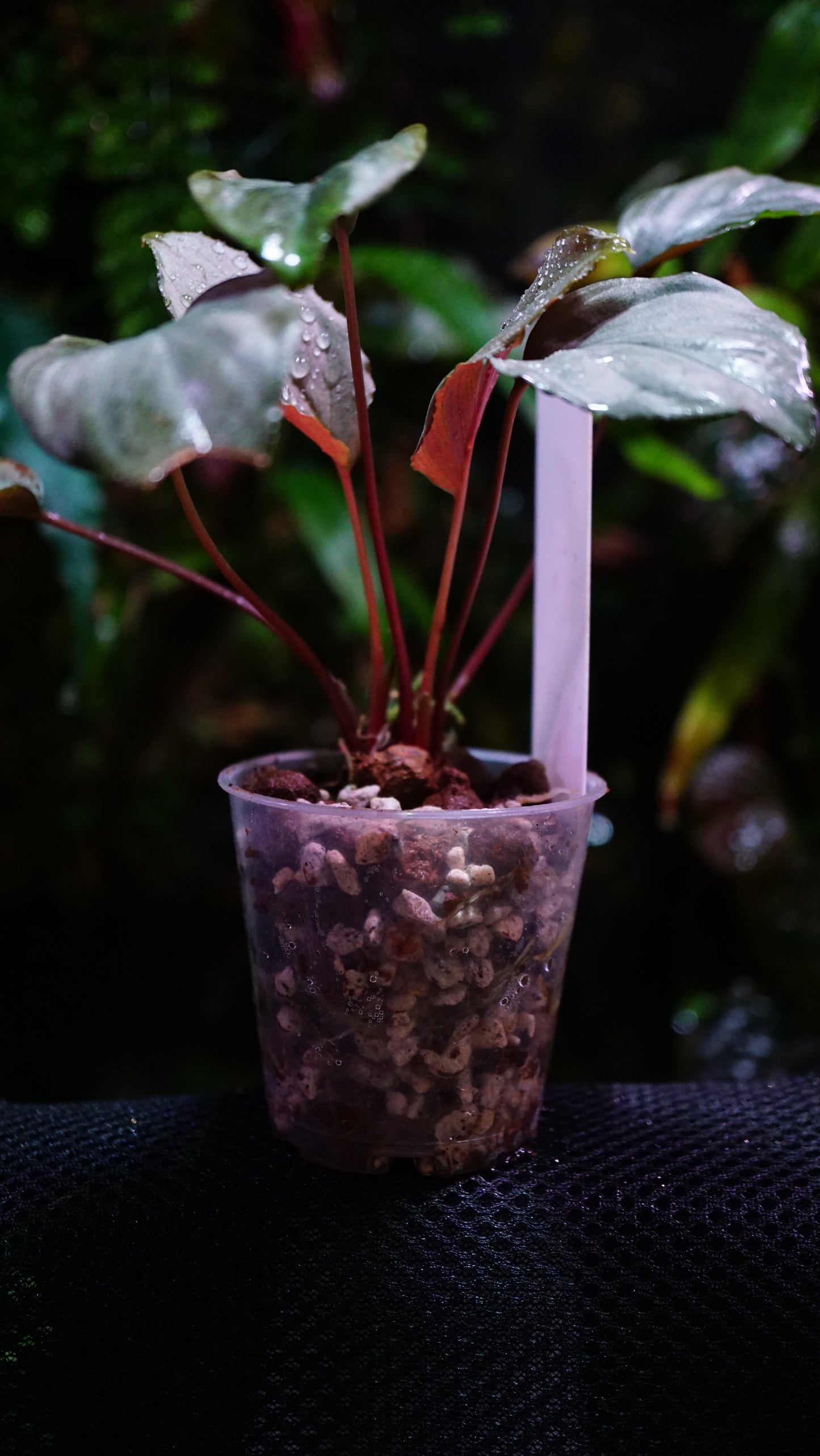 Homalomena humilis silver
