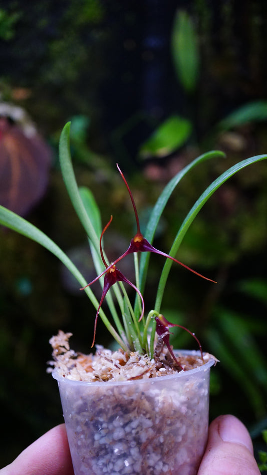 Masdevalia harredurae