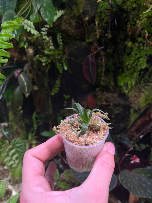 werauhia marnier-lapostollei