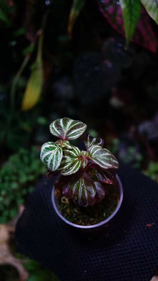 Sonerila sp 4