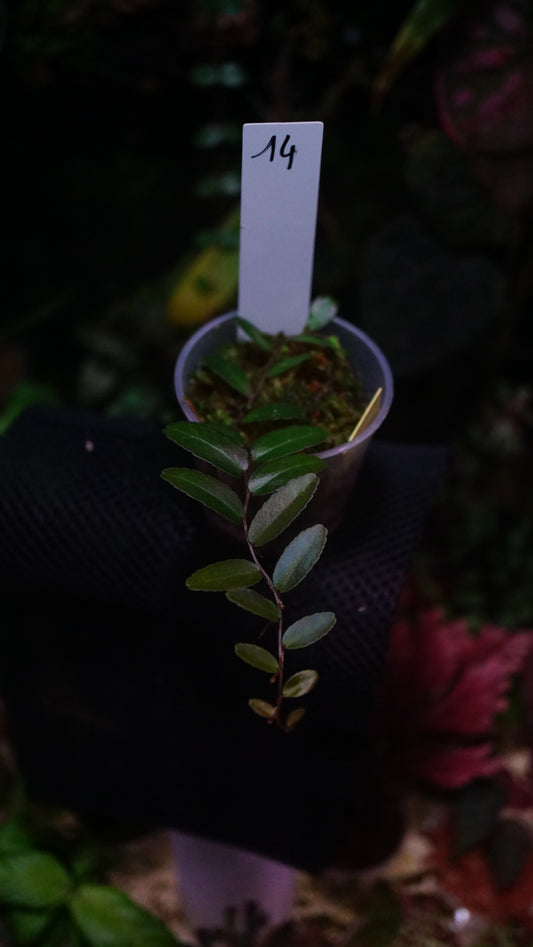 Marcgravia sp 14
