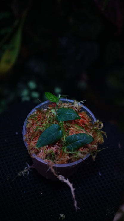Ficus sp