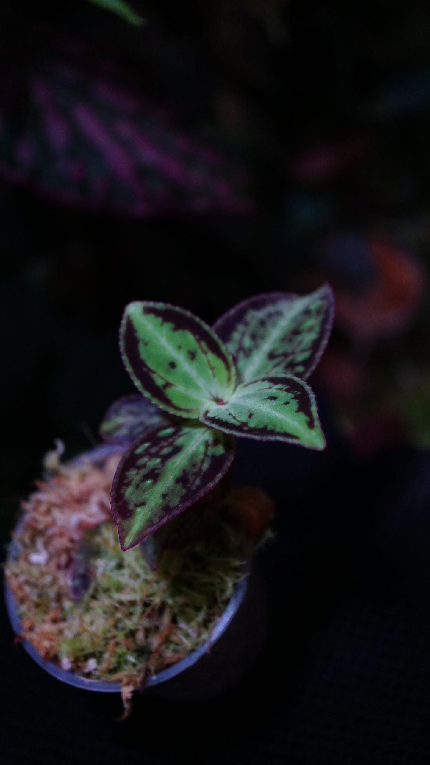 Sonerila dongii