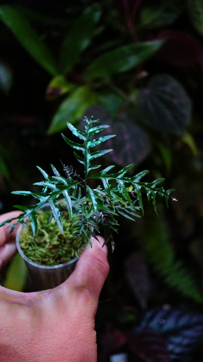 ardisia sp
