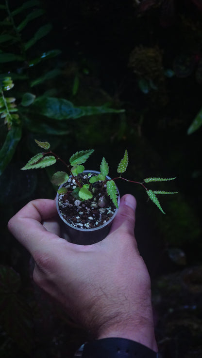 Begonia pteridiformis green