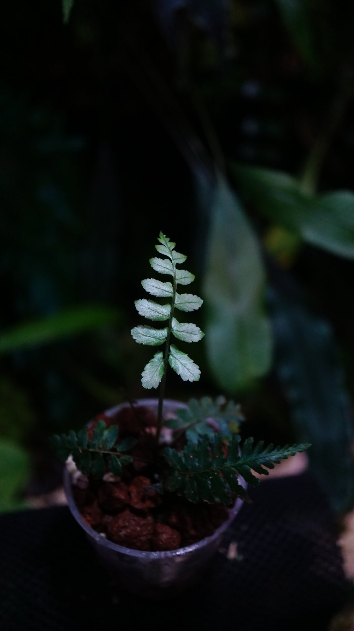 Diplazium tomentosum