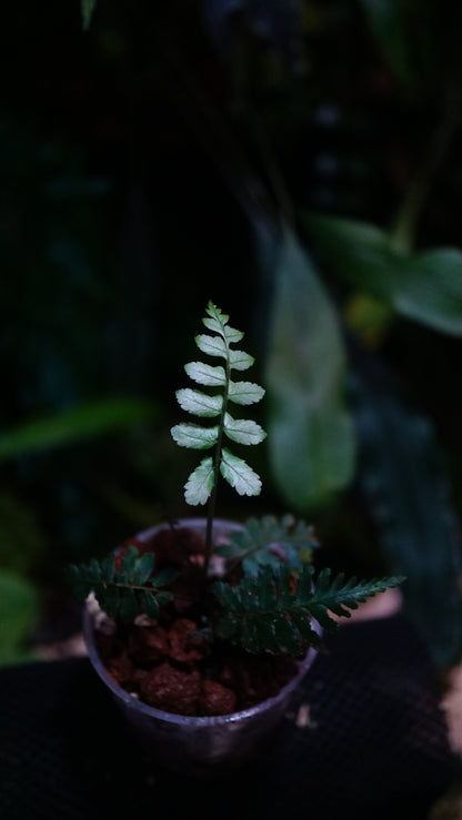 Diplazium tomentosum