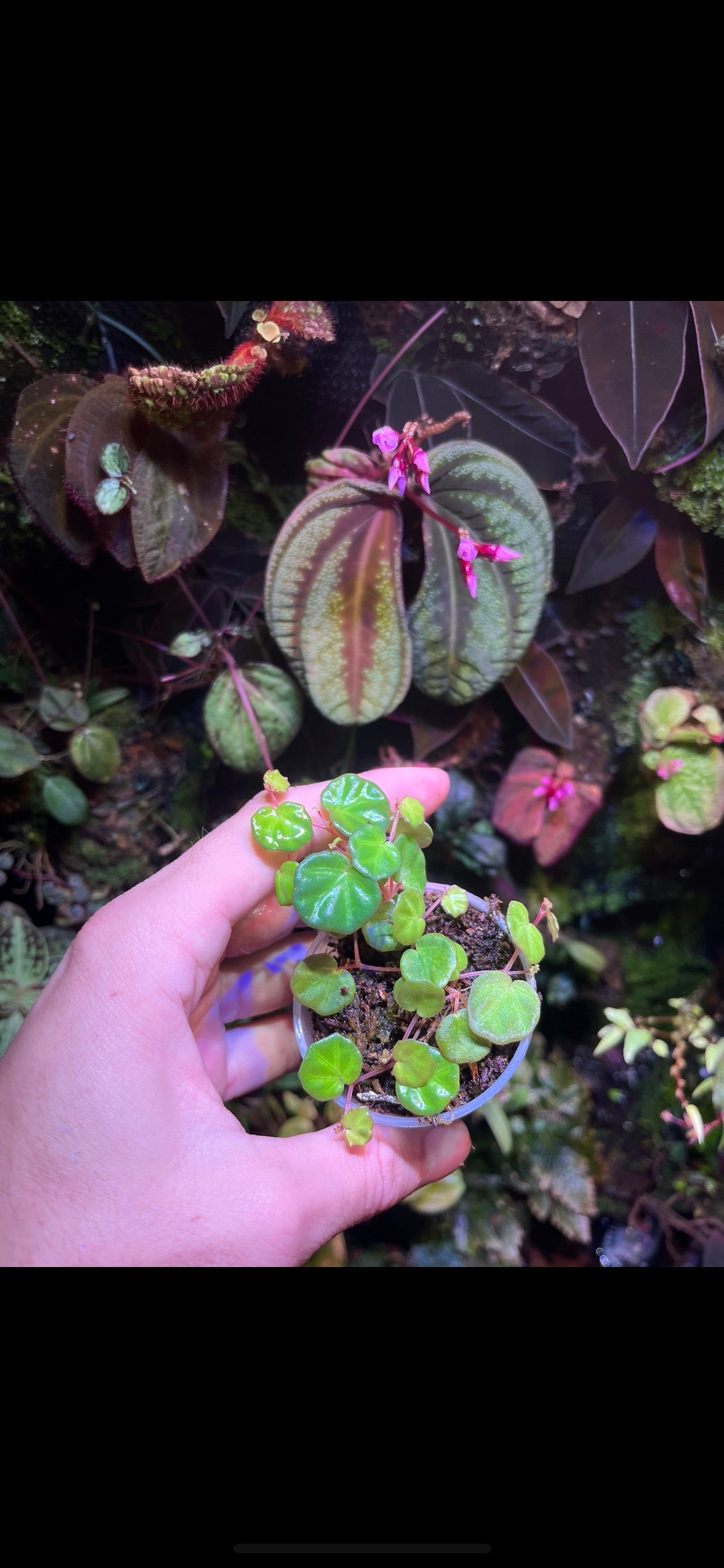 Begonia lichenora