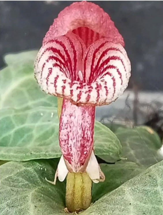 Corybas fornicatus ( bulbe 3-4mm stade actuel : bulbe )