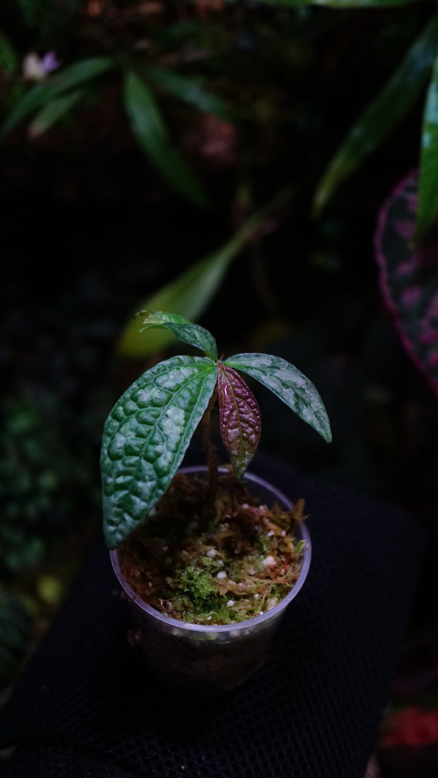 Elastostemma sp