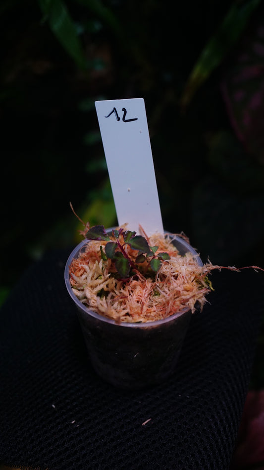 Sarcopyramis Sumatra n12