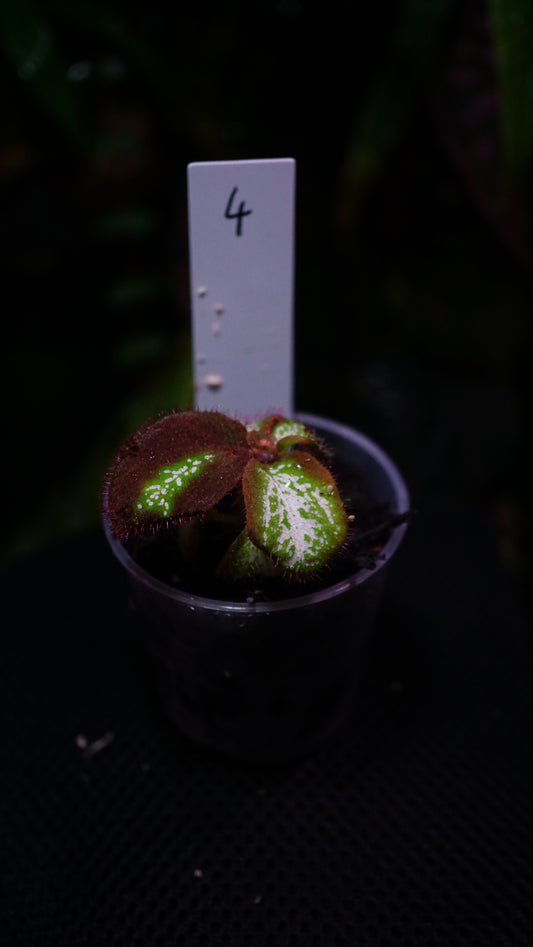 Sonerila ( eggshape) n4