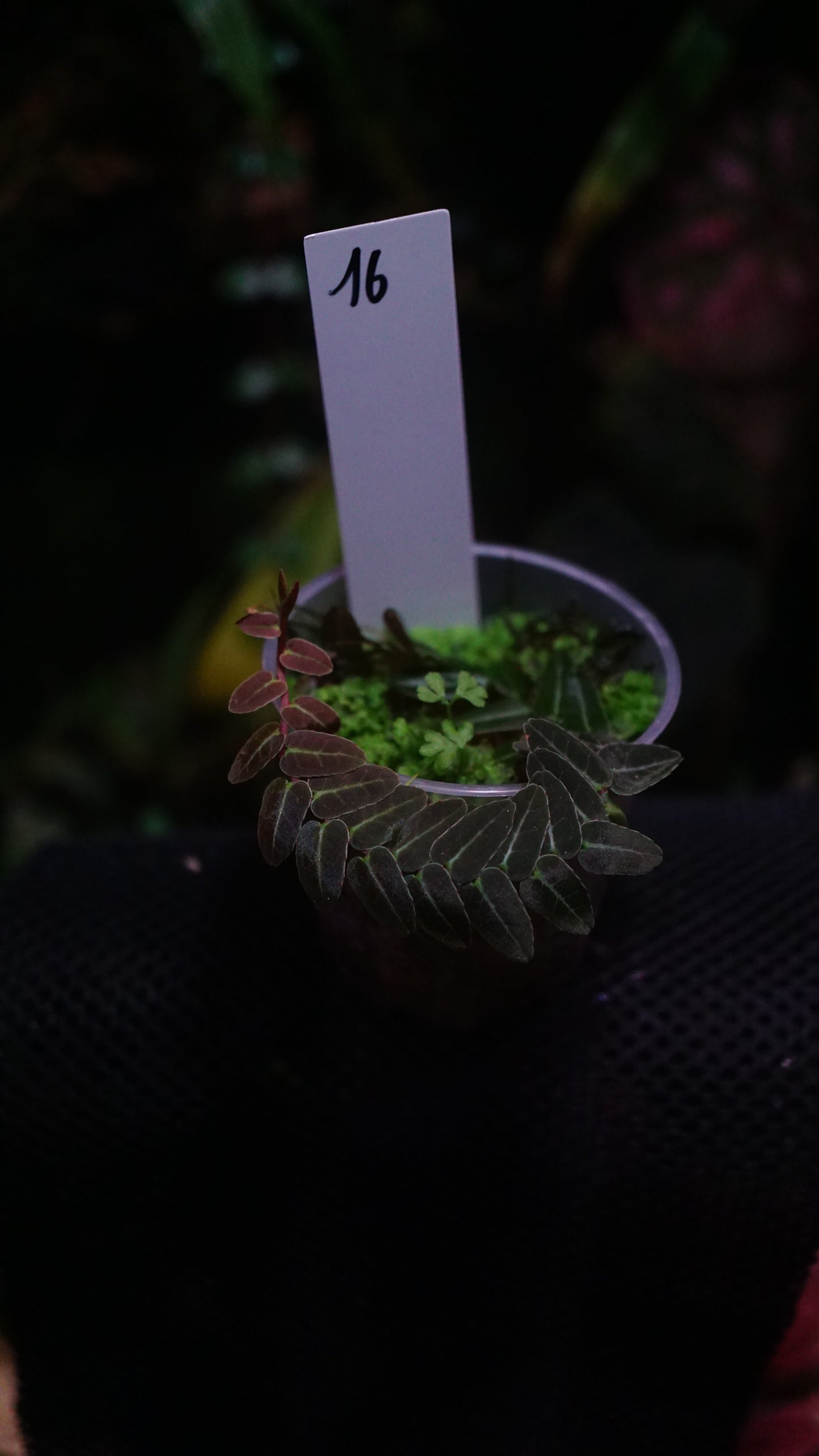 Marcgravia sp 16