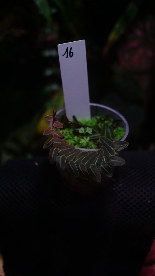 Marcgravia sp 16