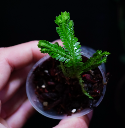 Selaginella big leaf ( brooksii)