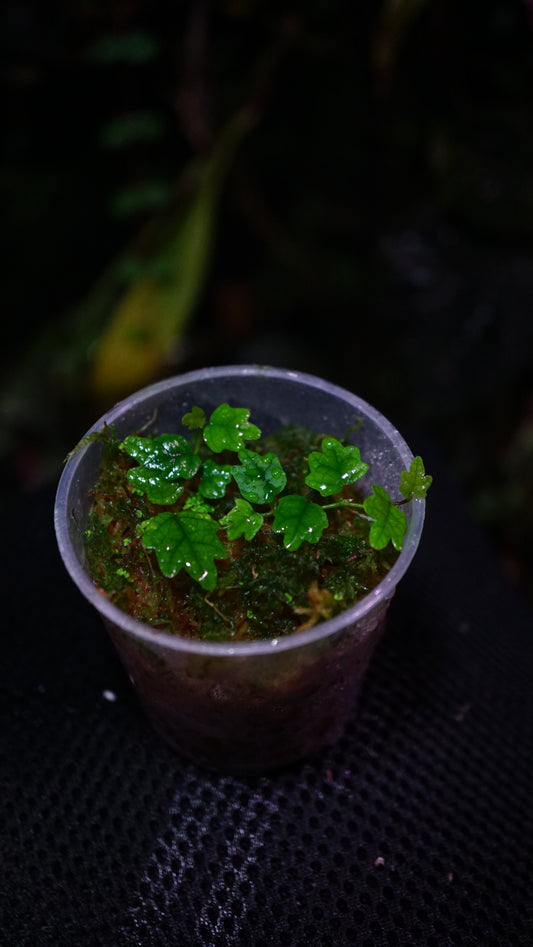 Ficus quercifolia