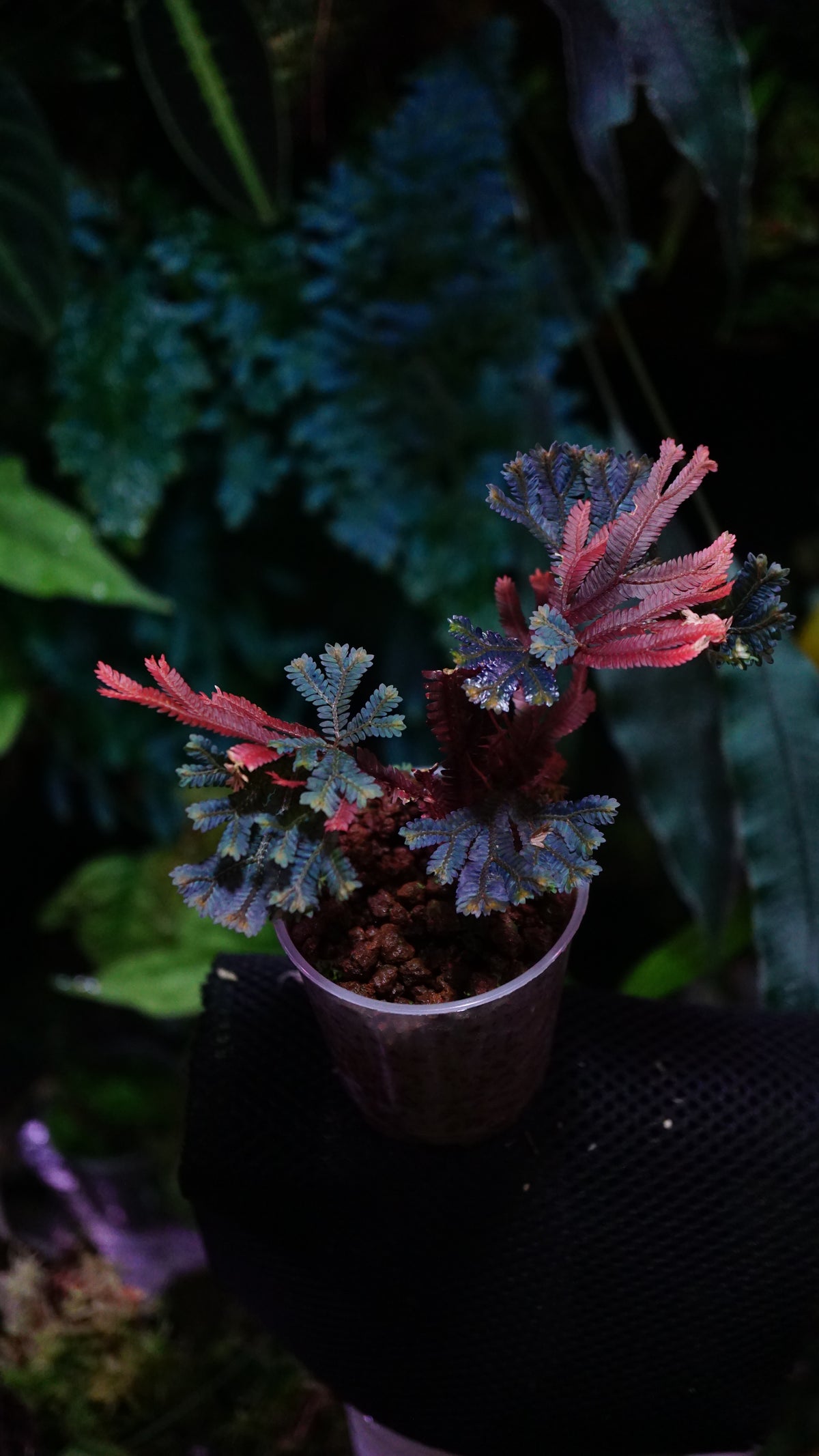 Selaginella sp ( dark species ) 3