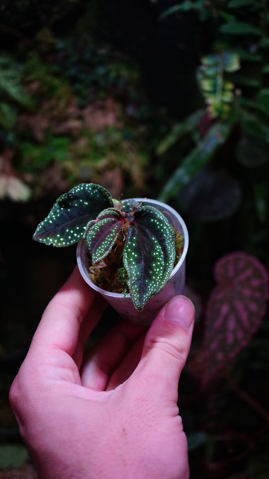 Sonerila sp ( eggshape )