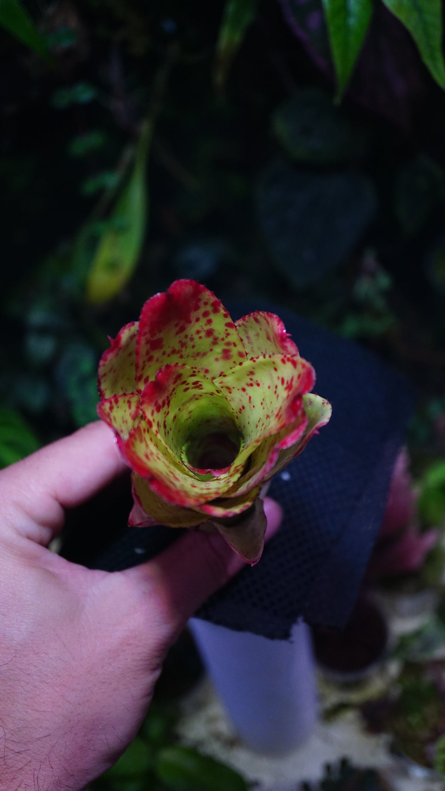 Neoregelia chili flash