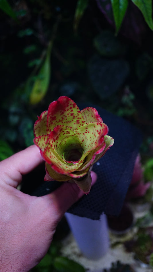 Neoregelia chili flash