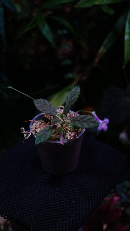Sinningia muscicola