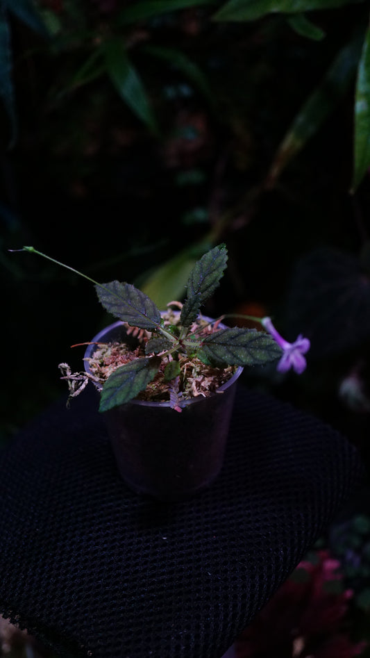 Sinningia muscicola
