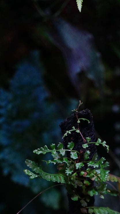 Teratophyllum sp aculeatum