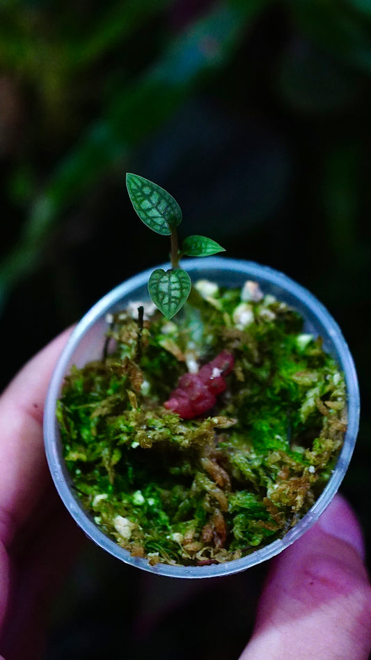 Cheirostylis montana