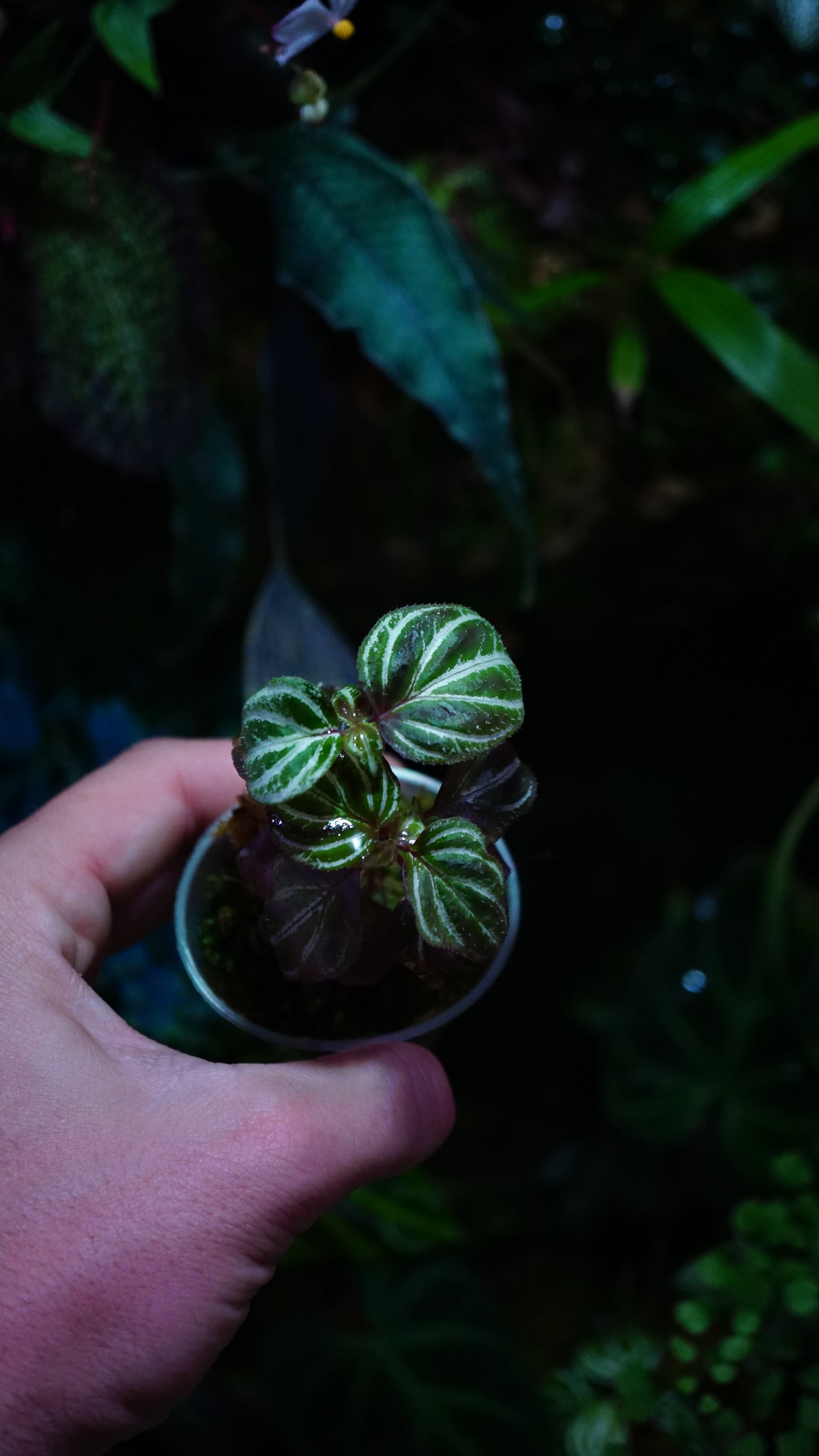 Sonerila sp 4
