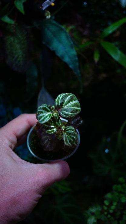 Sonerila sp 4