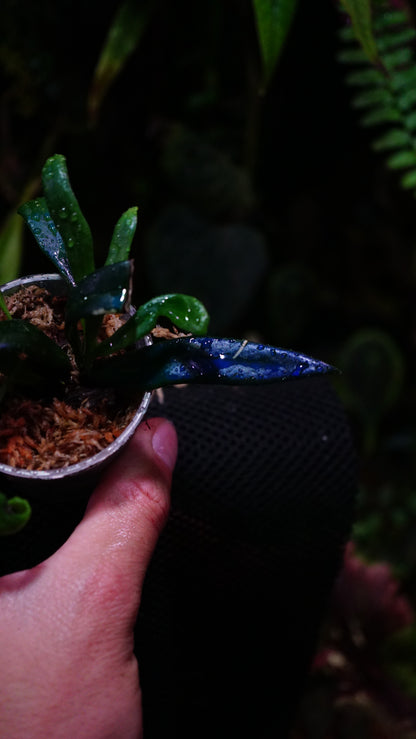 Microsorum steerei