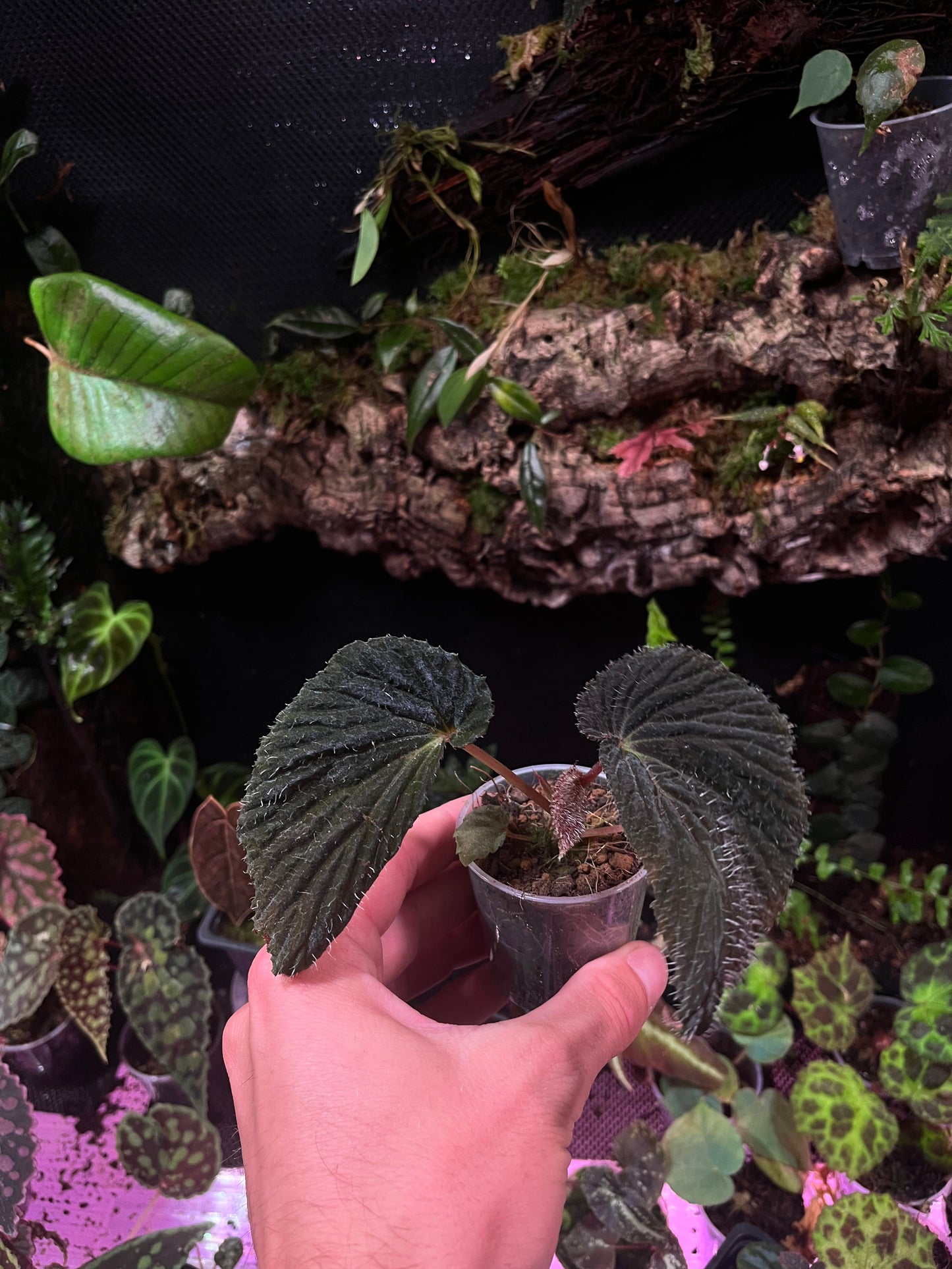 Begonia lambii dark