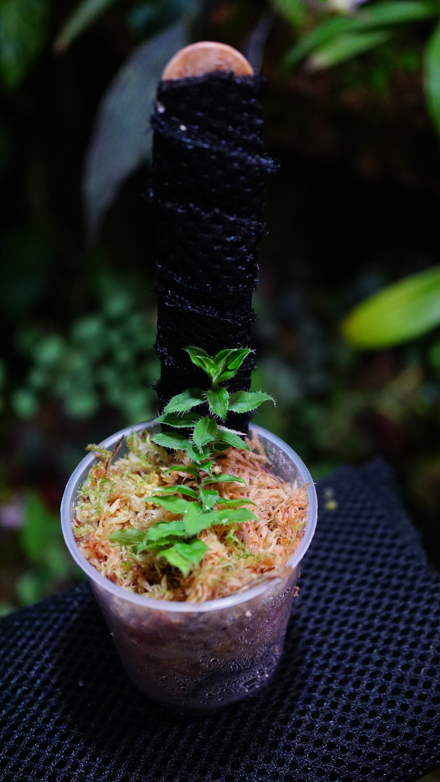 Freycenetia elangulata