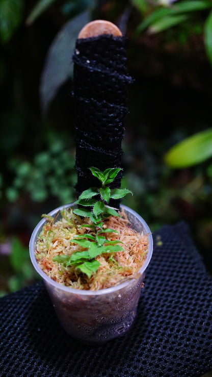 Freycenetia elangulata