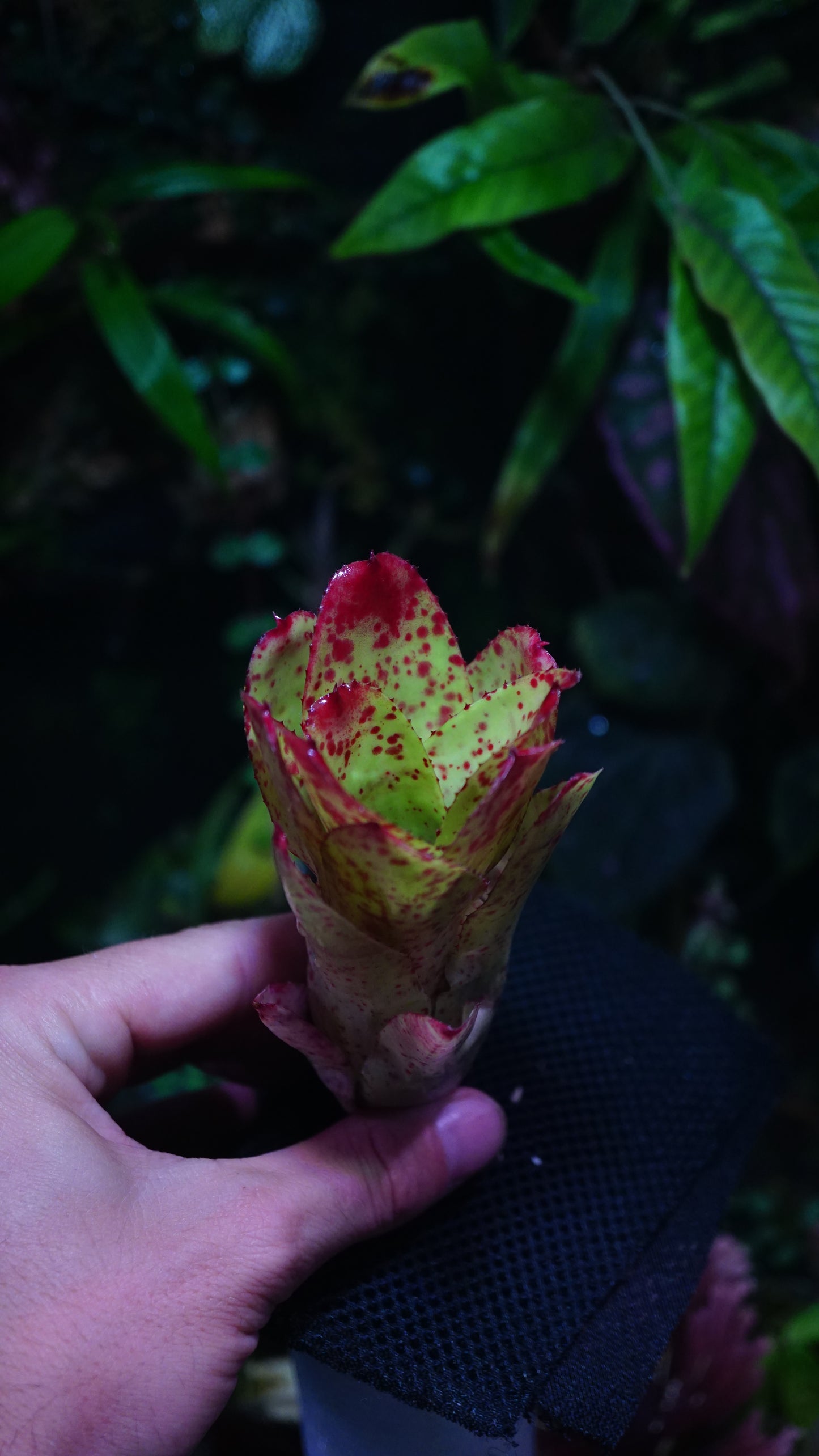 Neoregelia chili flash