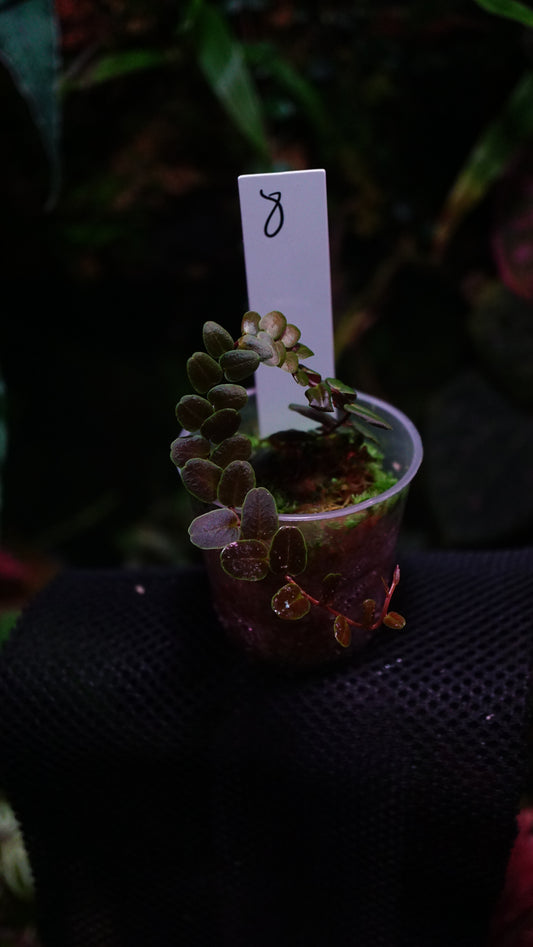 Marcgravia sp 8