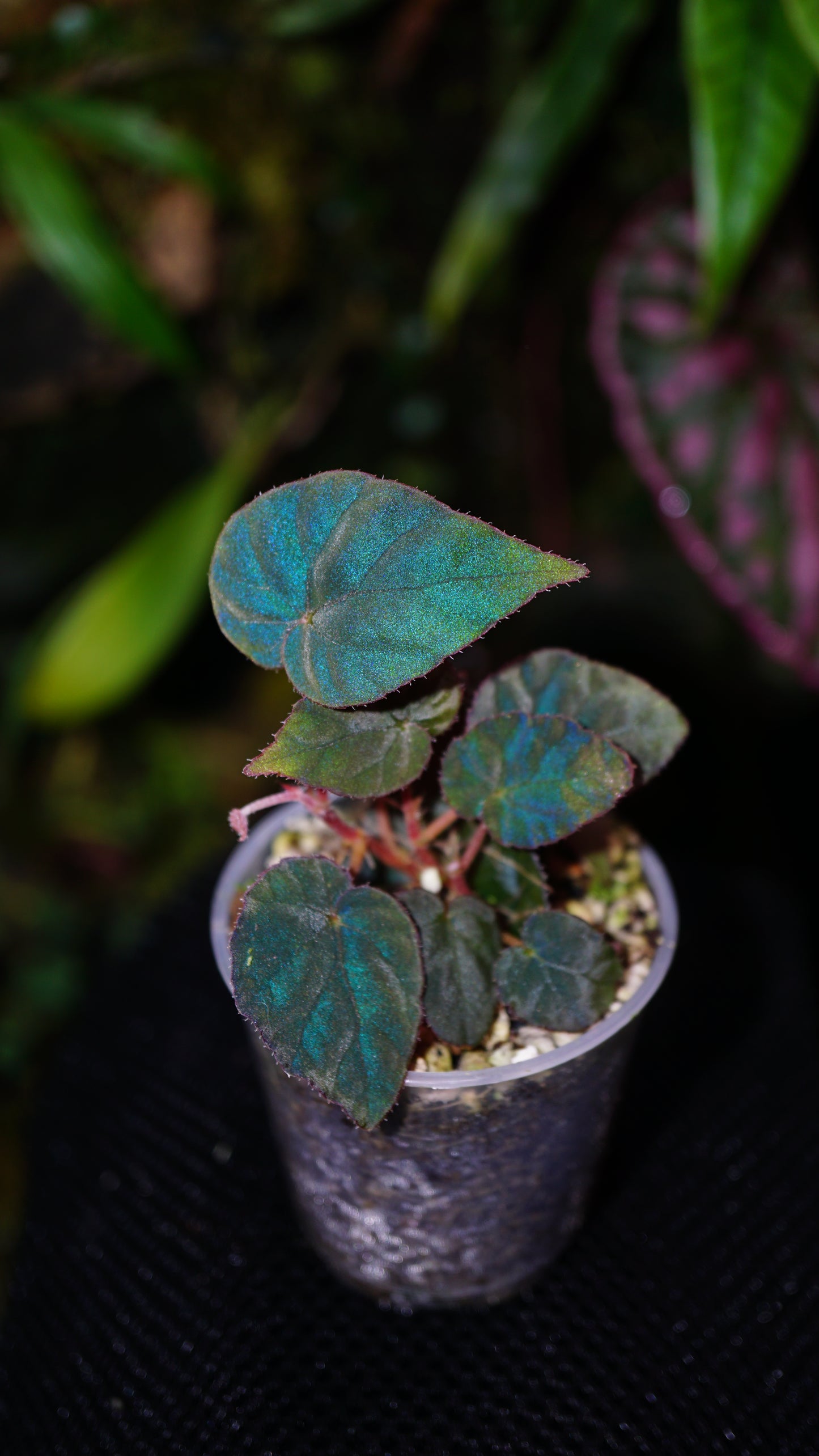 Bégonia pavonina cyan