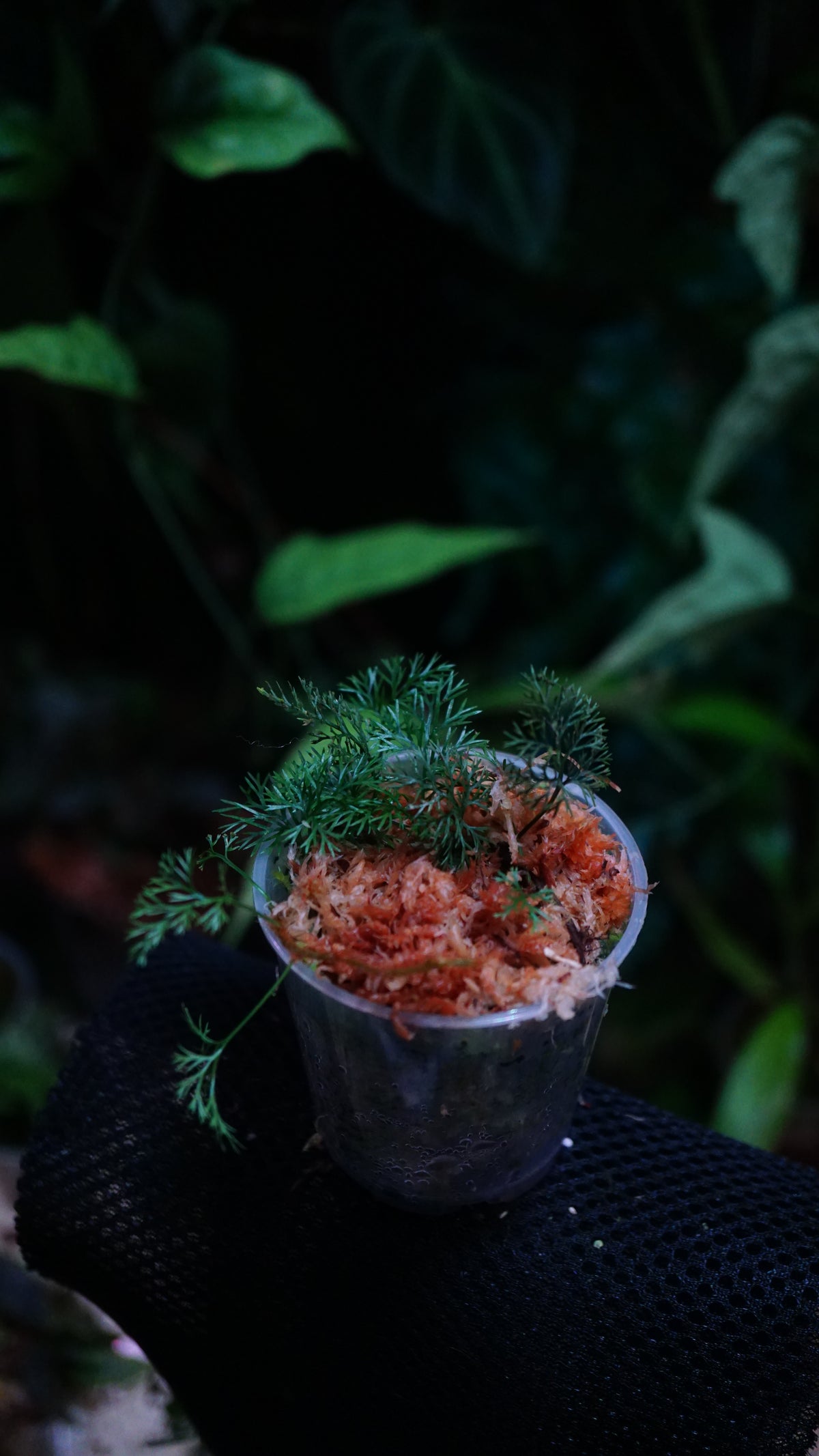 Davalia parvula