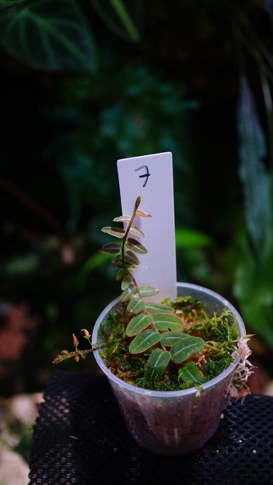 Marcgravia sp 7