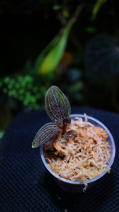 Ludisia Spiderman (Anoectochilus Roxburghii x Ludisia Discolor)
