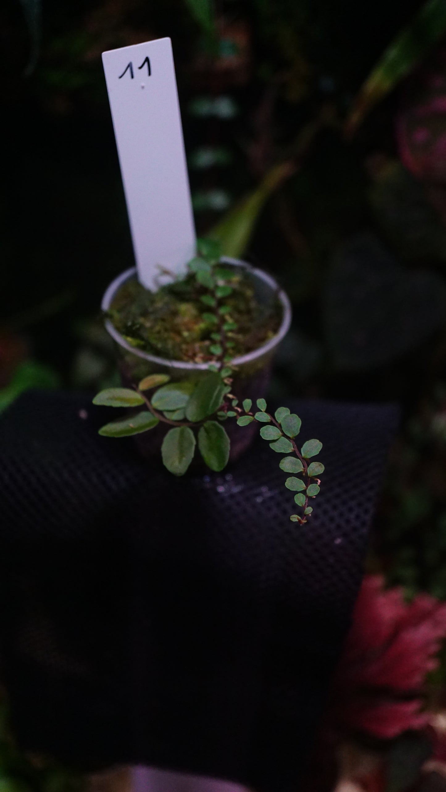 Marcgravia sp 11