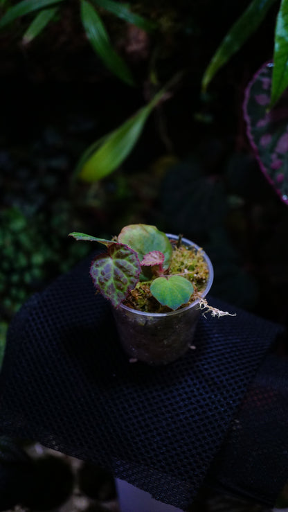 Bégonia Rockii
