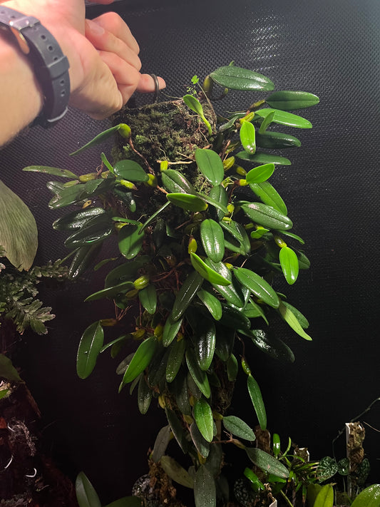 Bulbophyllum sp lasiochilum