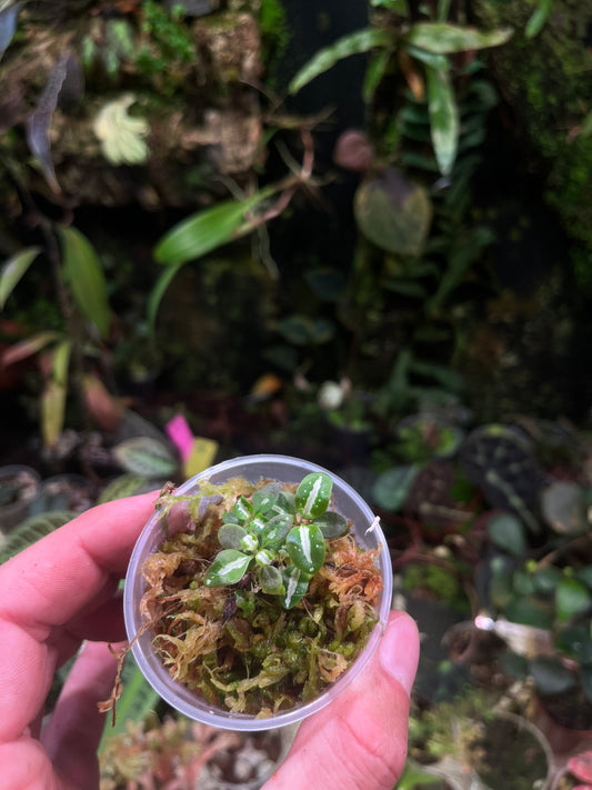 Sonerila sp