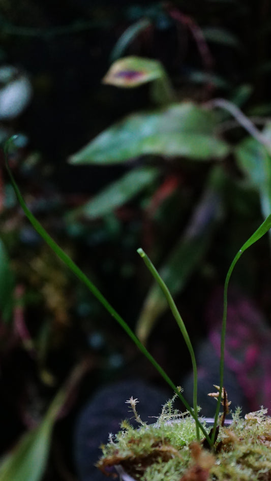 Fougère sp (Martinique )