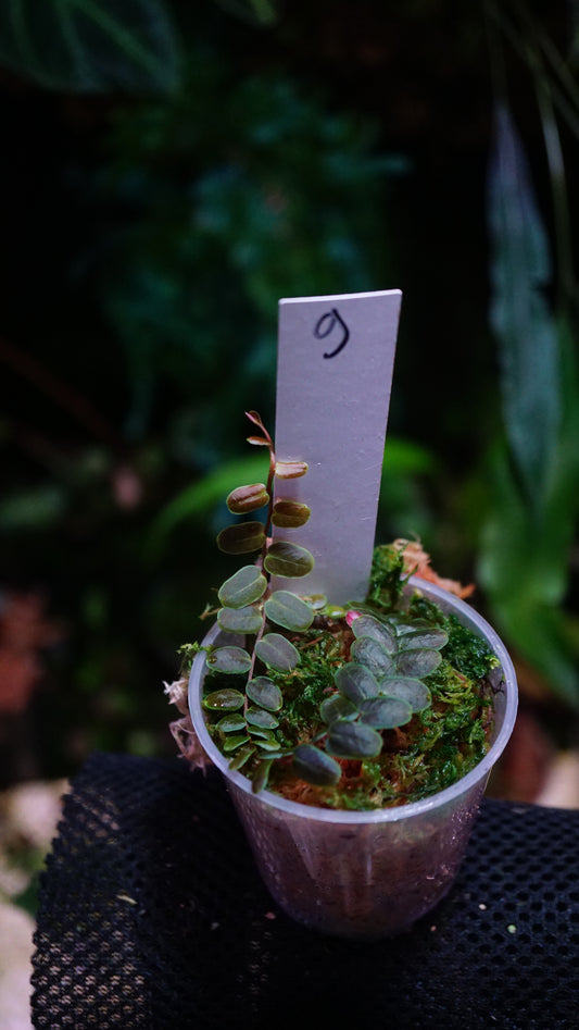Marcgravia sp 9