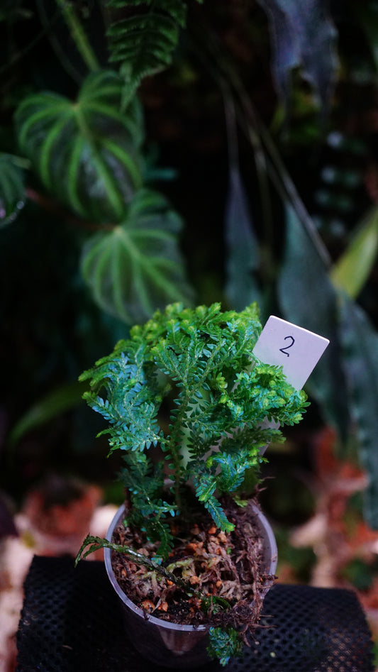 Selaginella wildenowii N 2