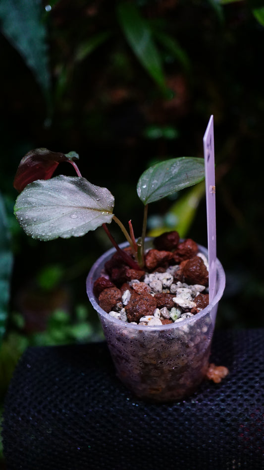 Homalomena humilis silver