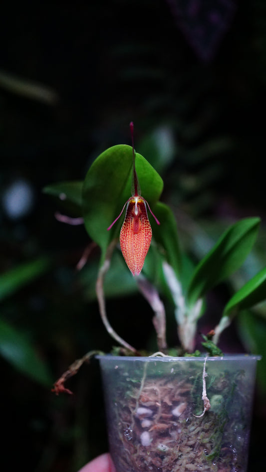 Restrepia antenifera
