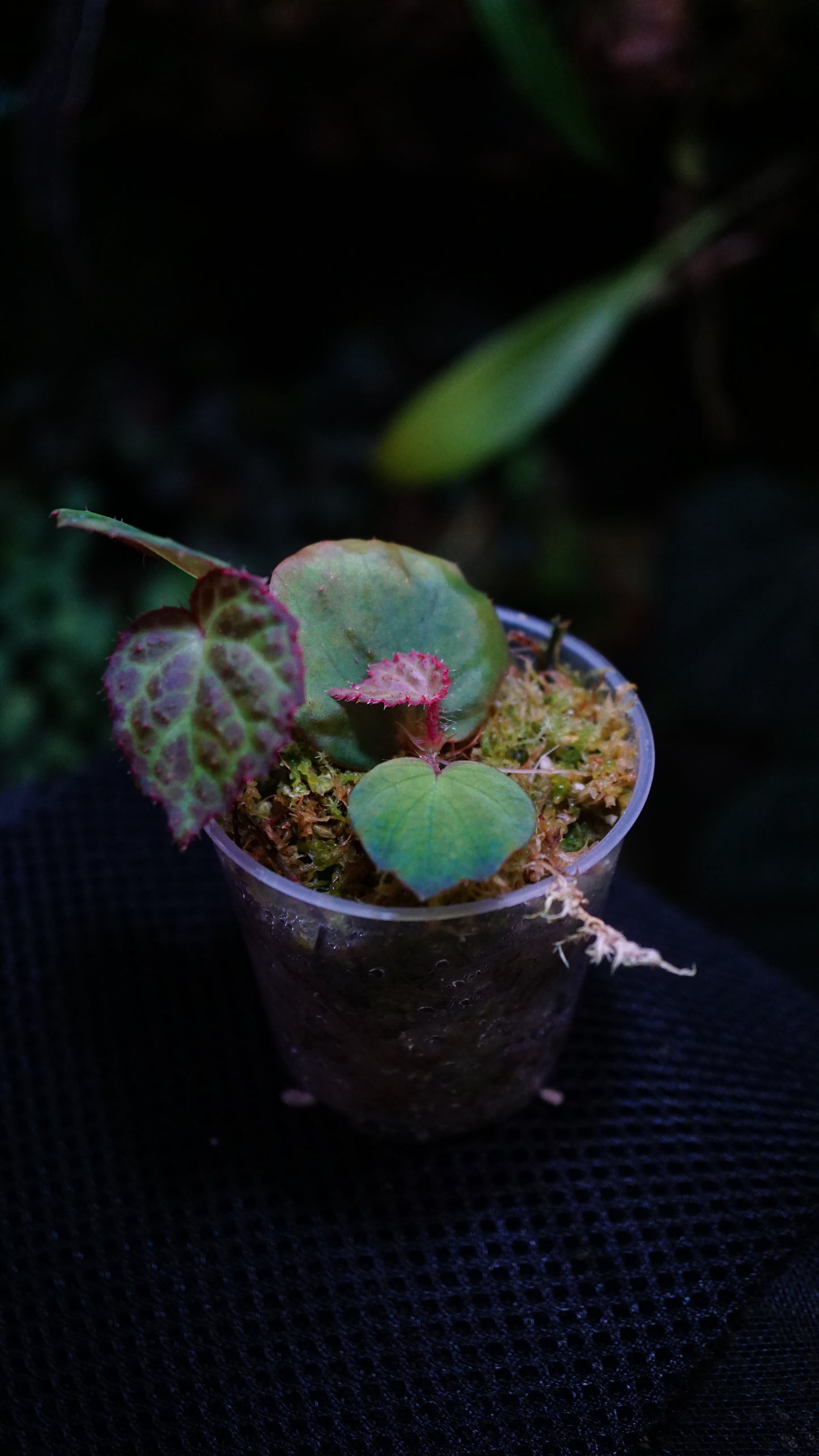 Bégonia Rockii